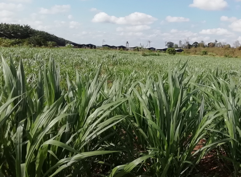 Fodder and Pasture Establishement, Maintenance and Harvesting - Image 1