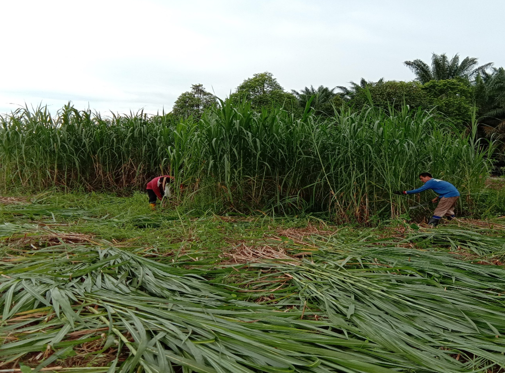 Fodder and Pasture Establishement, Maintenance and Harvesting - Image 2
