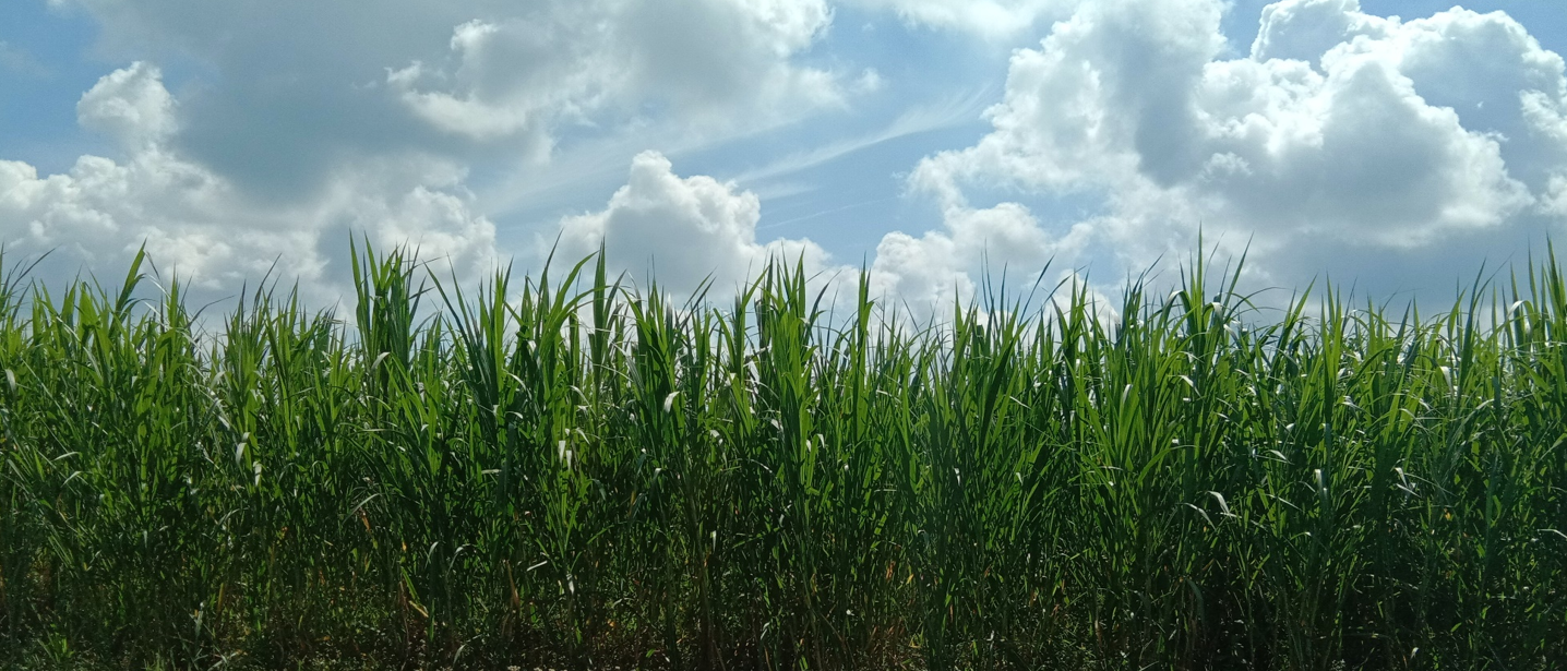 Fodder and Pasture Establishement, Maintenance and Harvesting
