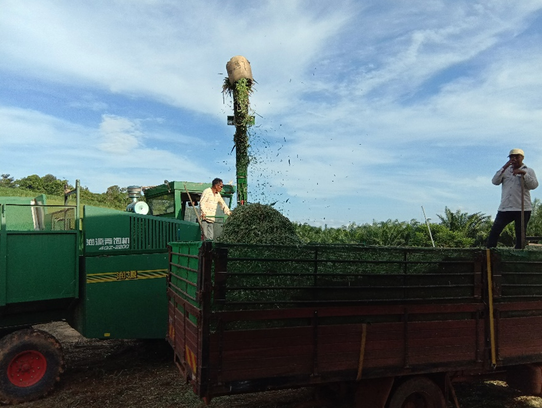Fodder and Pasture Establishement, Maintenance and Harvesting - Image 4