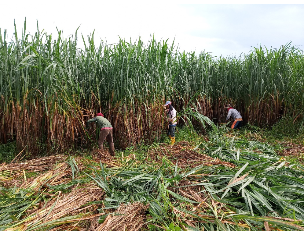 Fodder and Pasture Establishement, Maintenance and Harvesting - Image 5