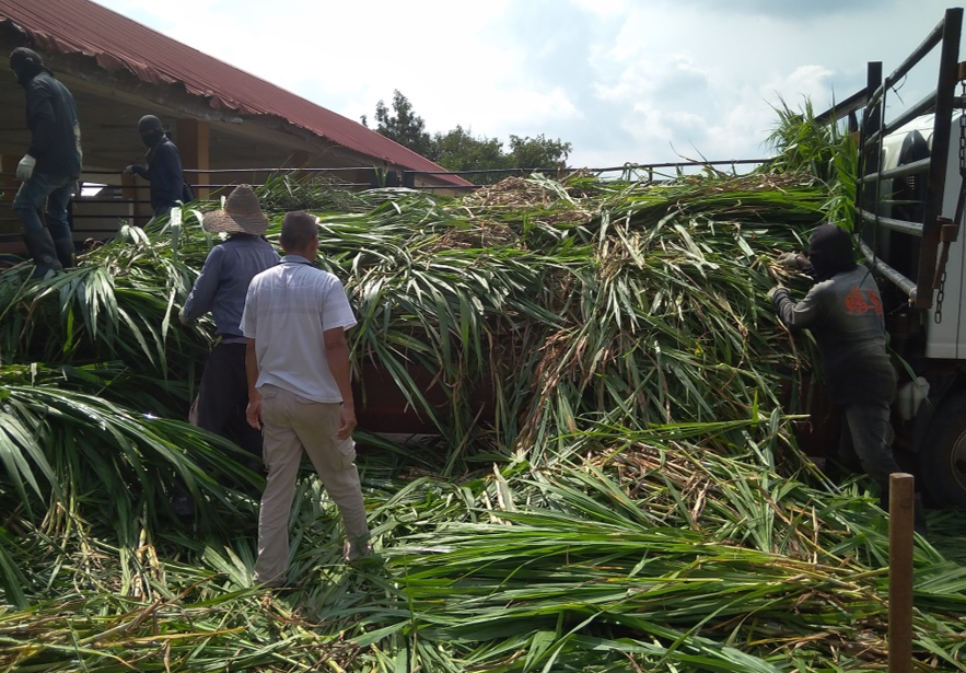 Fodder and Pasture Establishement, Maintenance and Harvesting - Image 7